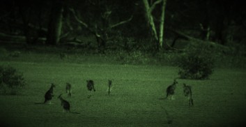 Kangaroos1
